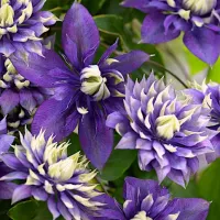 Clematis/ Plamienka